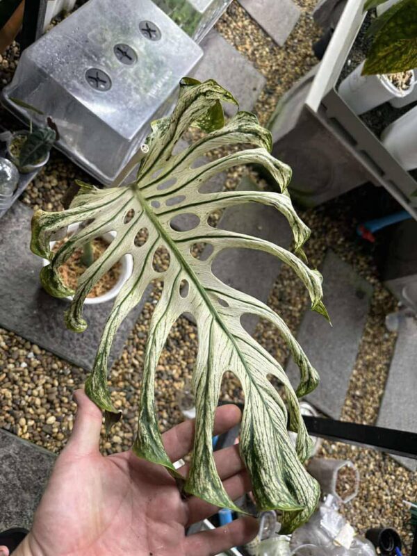 monstera devil monster   one leave
