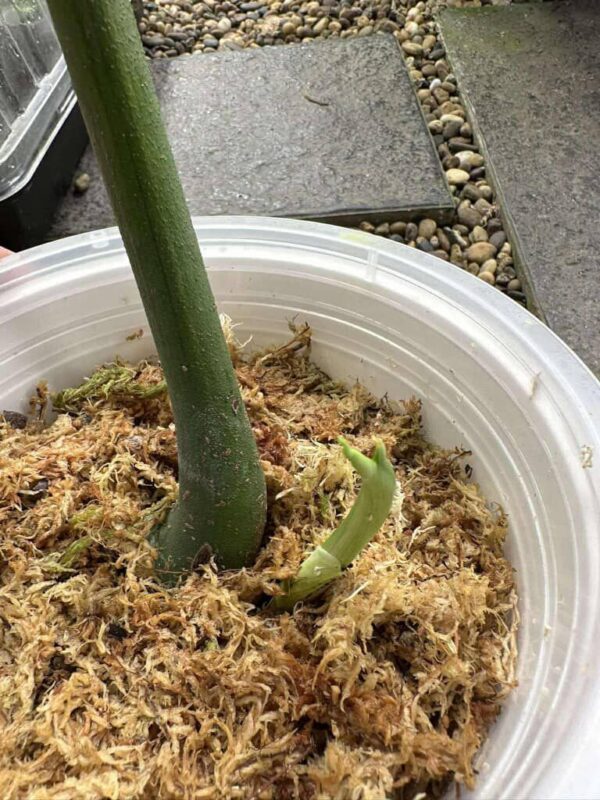 monstera devil monster   one leave