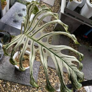 monstera devil monster   one leave