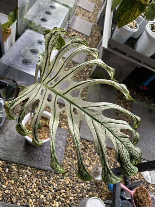 monstera devil monster   one leave